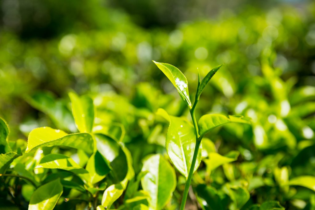 A close up of a green plant sprout with several leaves, several other plants in teh background. 