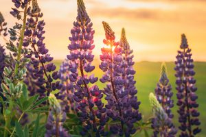 close up of a lavander plant in a field of lavander with the sunset in the background